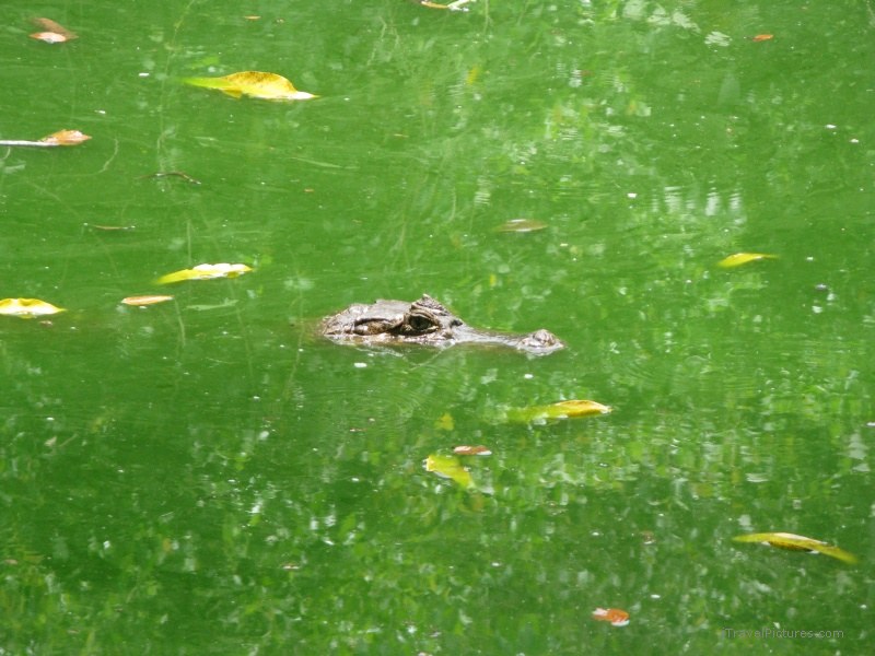 Jimenez crocodile green